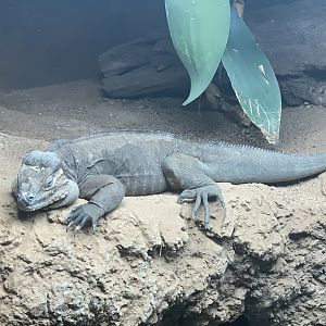 Rhinoceros Iguana in Reptile Complex