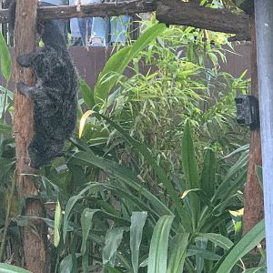 Binturong