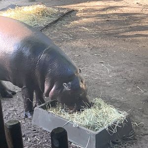 Pygmy Hippo
