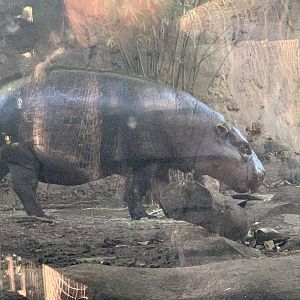 Pygmy Hippo