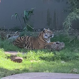 Sumatran Tiger