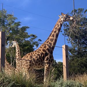 Giraffes (seen from lower path near Meerkat exhibits)
