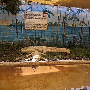 Albino Alligators