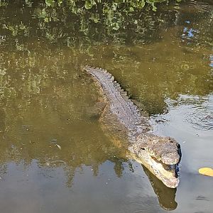 American Crocodile