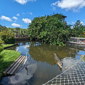 American Crocodile pond