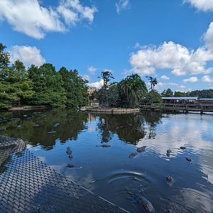 American Alligators - Main pond