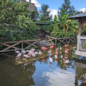 Flamingos - Main pond