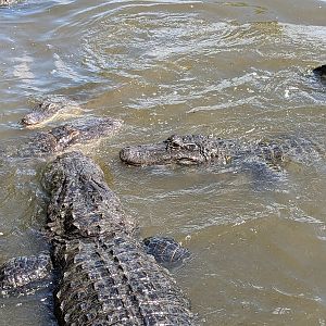 American Alligators - Main pond