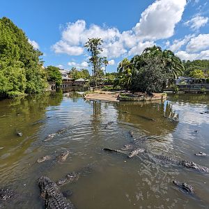 American Alligators - Main pond