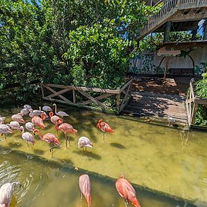 Flamingos - Main pond