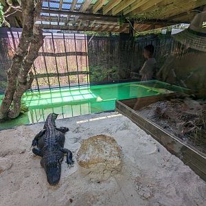 Swamp of the White Gator - white and regular alligator