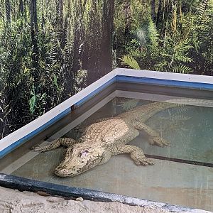 Swamp of the White Gator - white alligator