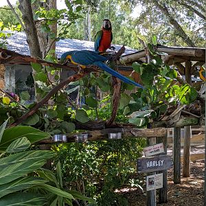 Parrot Pandemonium - Macaws