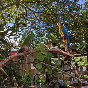 Parrot Pandemonium - Macaws
