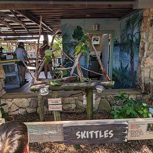 Parrot Pandemonium - Red-fronted Amazon