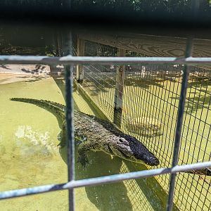 Jungle Crocs of the World  - Nile crocodiles