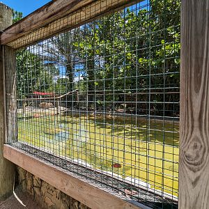Jungle Crocs of the World - Nile crocodiles