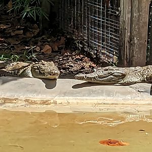 Jungle Crocs of the World  - Nile crocodiles