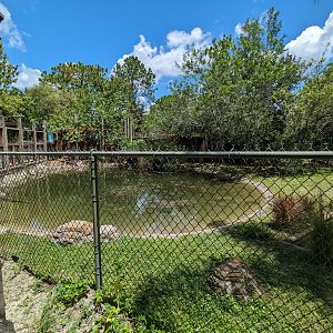 Jungle Crocs of the World  - Salt water crocodiles