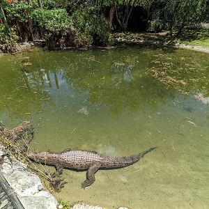 Jungle Crocs of the World  - Salt water crocodile