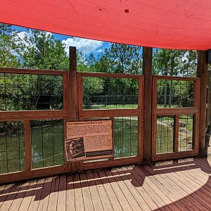 Jungle Crocs of the World  - Salt water crocodile