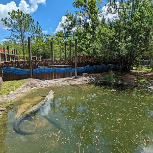 Jungle Crocs of the World  - Salt water crocodile