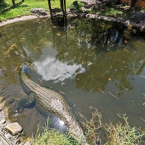 Jungle Crocs of the World - Salt water crocodile