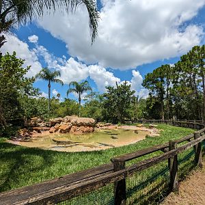 Jungle Crocs of the World - American Alligators