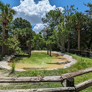 Jungle Crocs of the World -  Cuban crocodiles