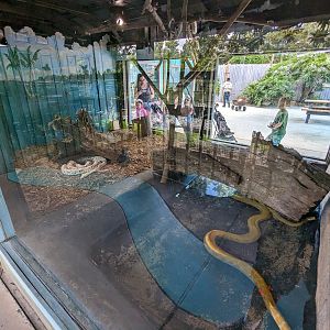 Panther Springs - Burmese pythons