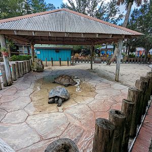 Panther Springs - Aldabra tortoise