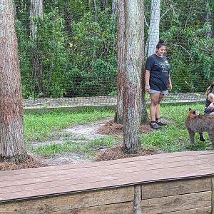 Panther Springs - juvenile panther