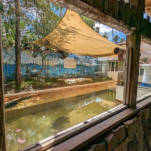 Swamp of the White Gators - Albino alligators