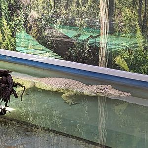 Swamp of the White Gators