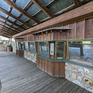 Snakes of Florida gallery