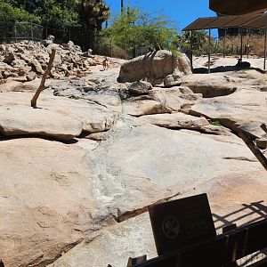Bighorn Sheep Exhibit