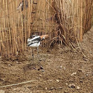 McCormick Bird House - American Avocet