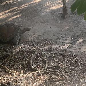 Aldabra Tortoise