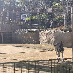 Plains Zebra and Giraffe