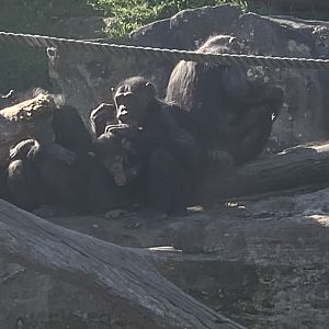 Chimpanzee troop