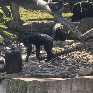 Chimpanzees