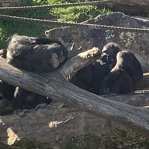Chimpanzees