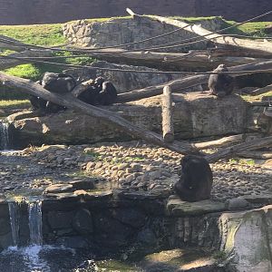 Chimpanzees