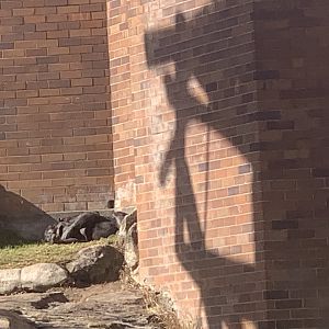 two Chimpanzees in corner