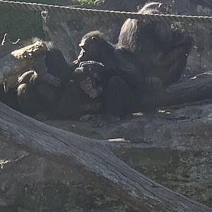 Chimpanzee troop