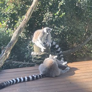 Ring-tailed Lemurs