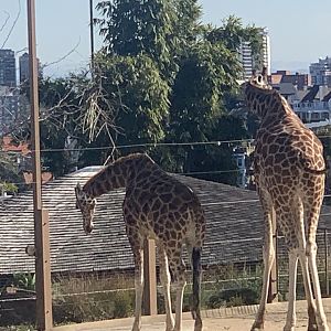 Giraffes