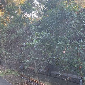 far north-eastern end of Tasmanian Devil complex off public access (once Sumatran Tiger pens until just over 30 years ago)