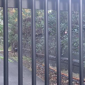 far north-eastern end of Tasmanian Devil complex off public access (once Sumatran Tiger pens until just over 30 years ago)