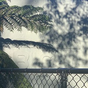 rendering on the western facade of Tassie Devil building still there after 50+ years (last Hallstrom era built structure)